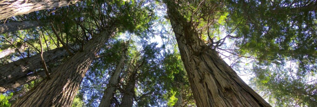 Cabrières d’Avignon et la Forêt des cèdres