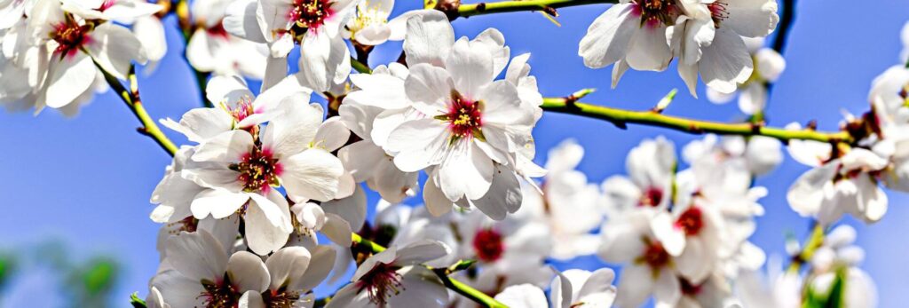 fleur amandier provence