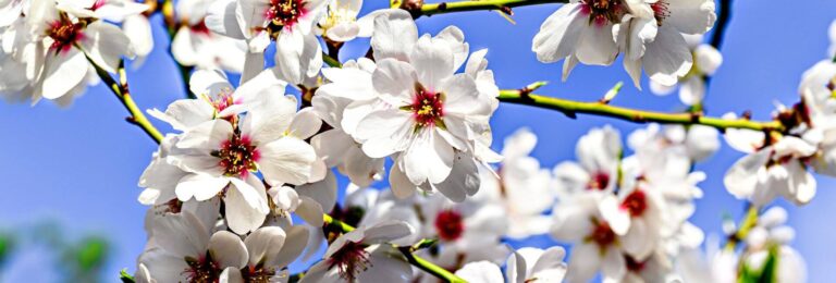 fleur amandier provence