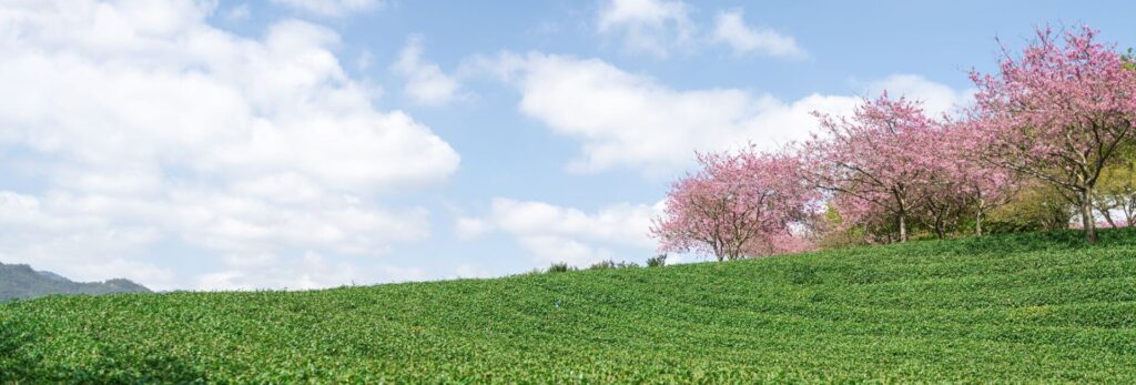 fleurs de cerisier dans le luberon