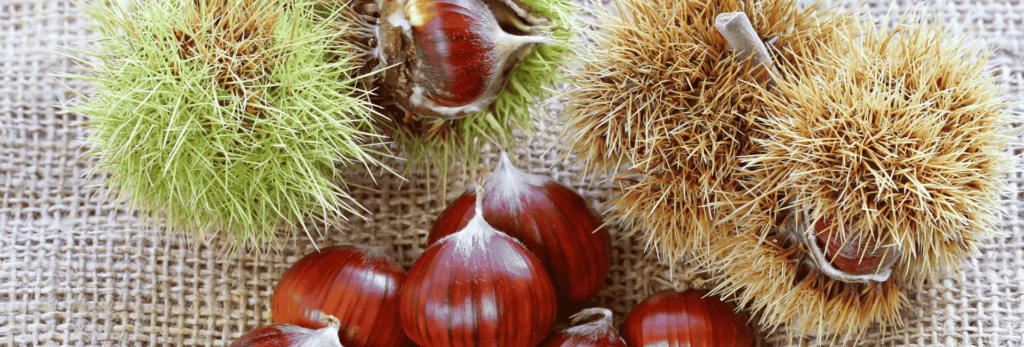 Découverte des châtaignes en Provence