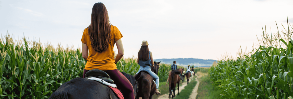 Balade à cheval dans les alpilles