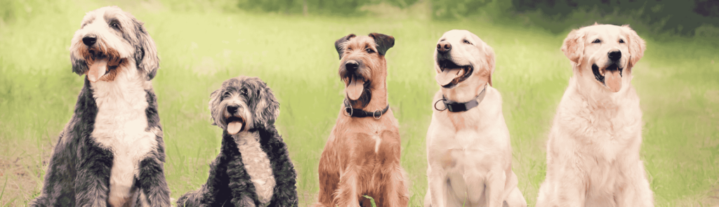 Activité à faire avec son chien en Provence