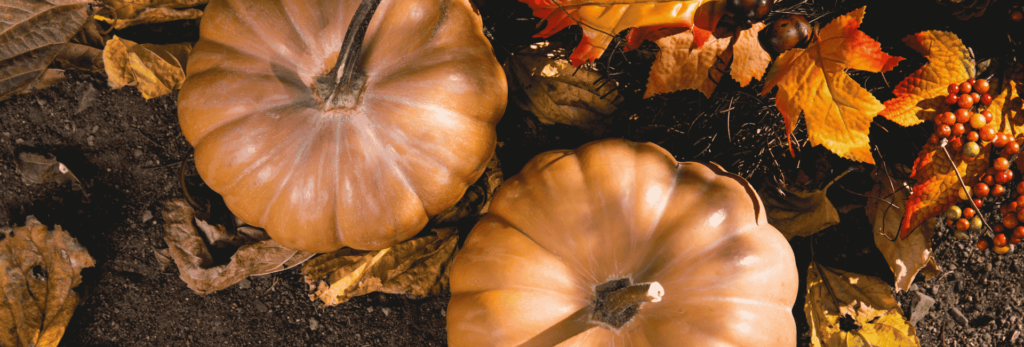 Découvrez la courge Muscade de Provence : saveurs douces, bienfaits santé et recettes d’automne ensoleillées. Un incontournable sur nos étals !