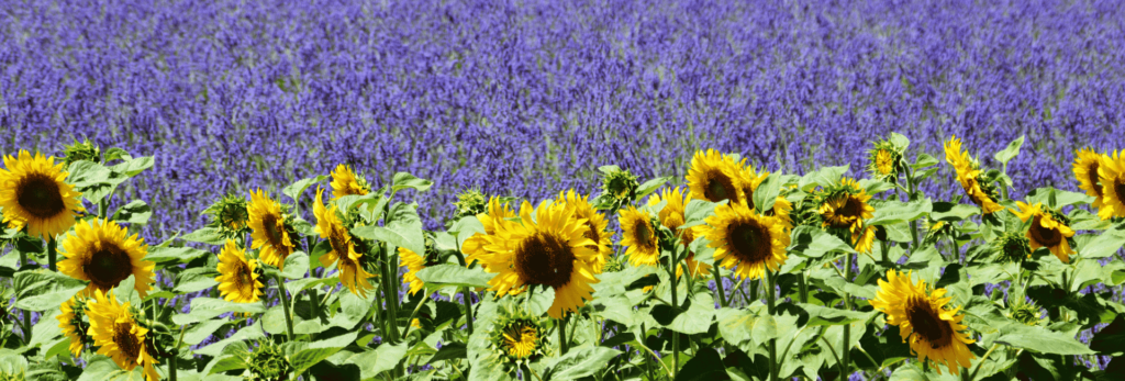Lavandes et tournesols en Provence