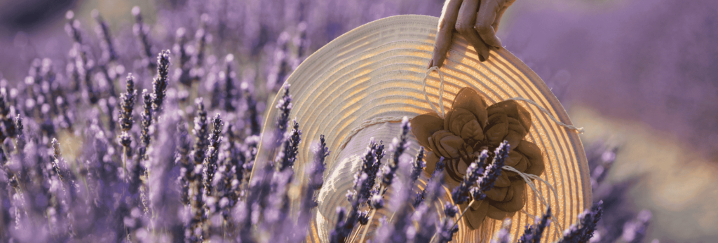 Champs de Lavande en Provence