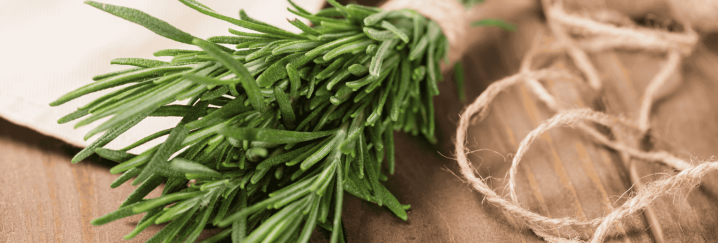 À la découverte du romarin