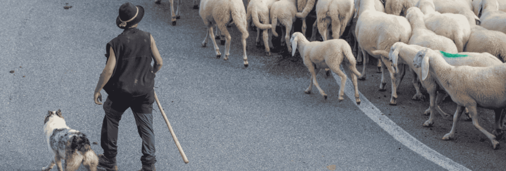 Plongez au cœur de la 40e transhumance de Saint-Rémy-de-Provence : traditions, paysages, et ambiance festive. Un rendez-vous provençal incontournable !