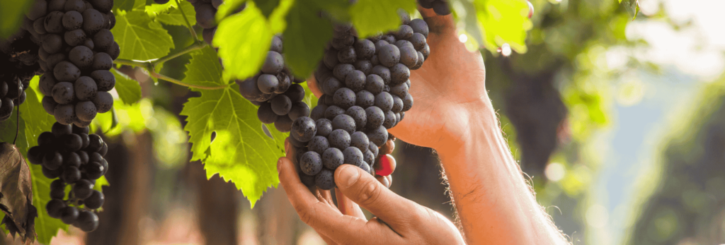 Les vendanges en Provence