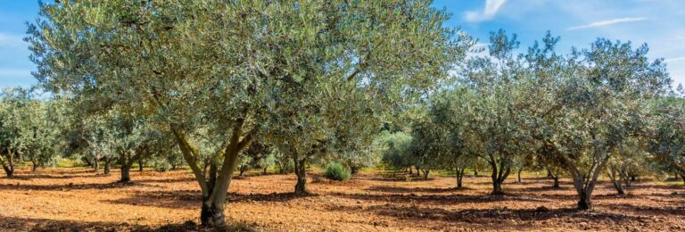 champ d'olivier en provence