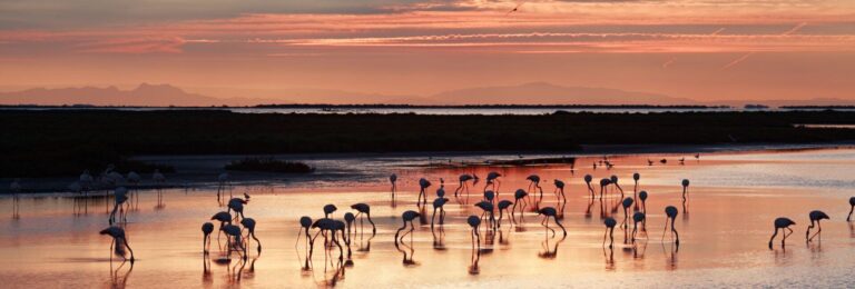 parc naturel et regional la camargue