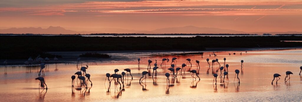 Note top 5 des activités à faire en Camargue