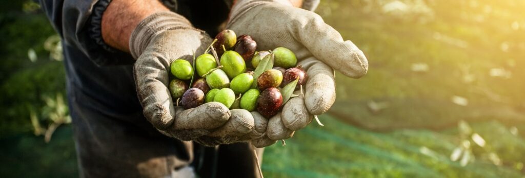 Visite du tout premier Moulin à Huile de France