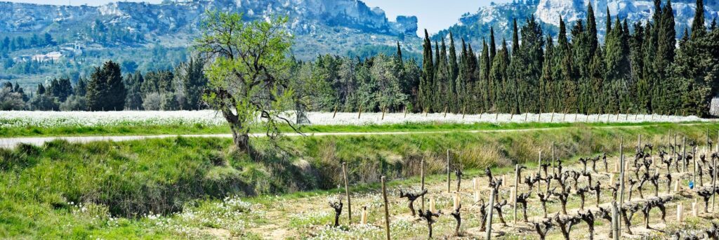 VIN-domaines-ALPILLES.jpg