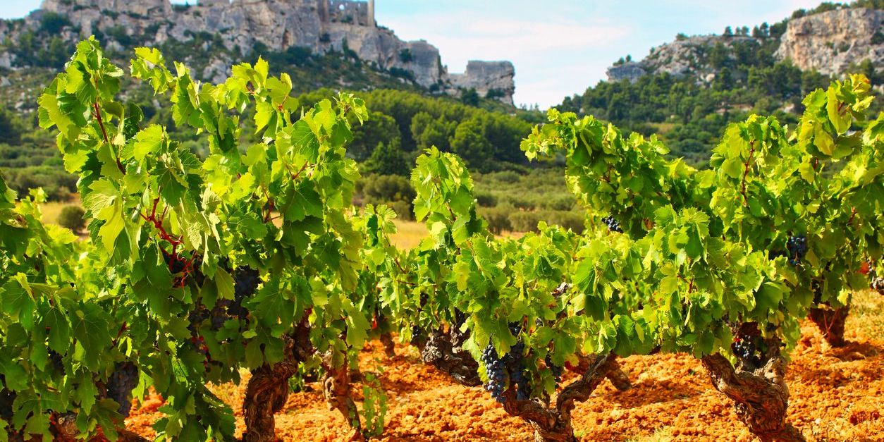 vignobles-DES-ALPILLES.jpg