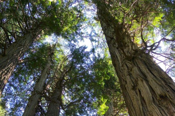 Cabrières d’Avignon et la Forêt des cèdres