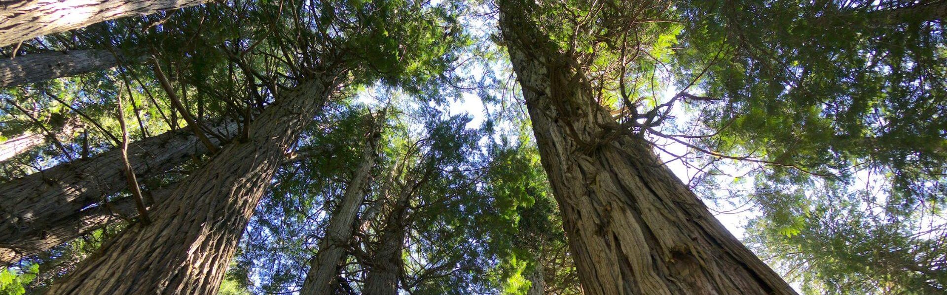 Cabrières d’Avignon et la Forêt des cèdres