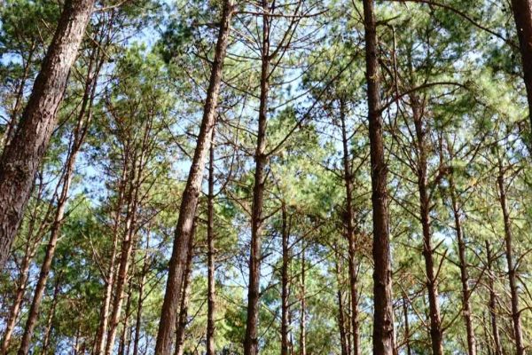 Cèdres foret provence
