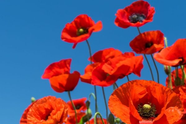 Champs de coquelicots en Provence