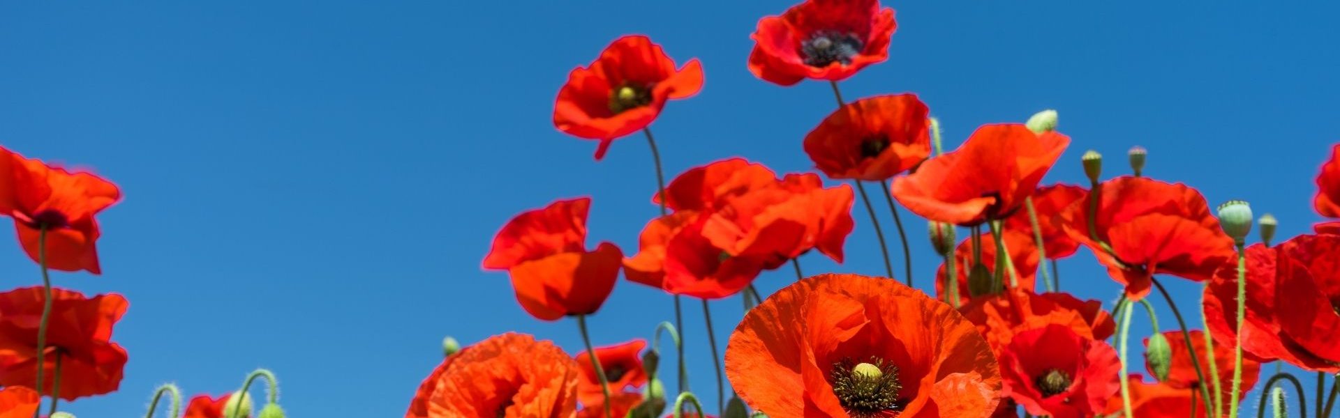 Champs de coquelicots en Provence