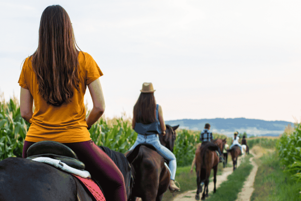 Balade à cheval dans les alpilles