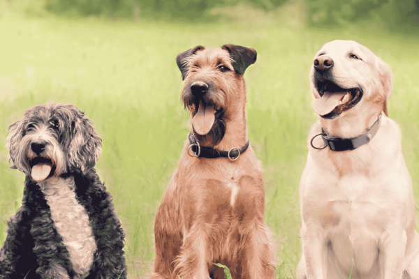 Activité à faire avec son chien en Provence