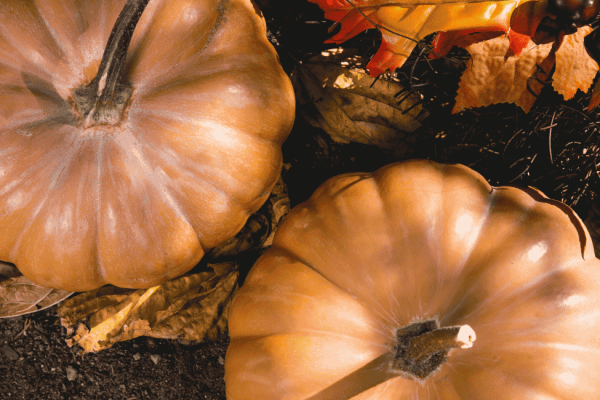 Découvrez la courge Muscade de Provence : saveurs douces, bienfaits santé et recettes d’automne ensoleillées. Un incontournable sur nos étals !