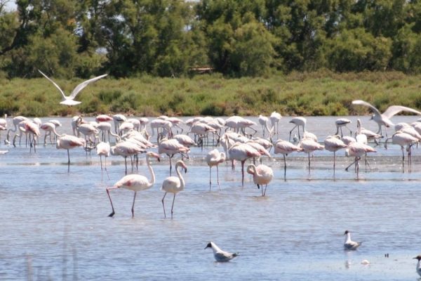 Flamants roses de Camargue