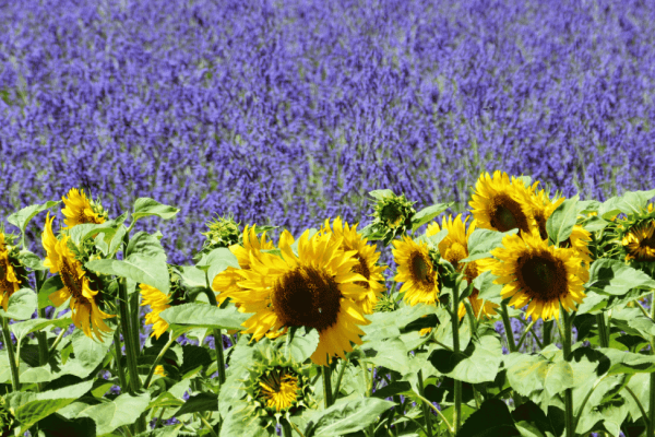 Lavandes et tournesols en Provence