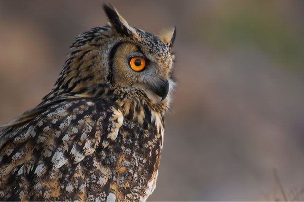 Le hibou grand Duc