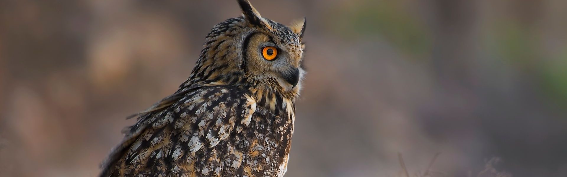 Le hibou grand Duc