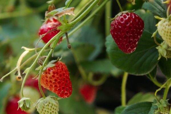 Les fraises de Carpentras
