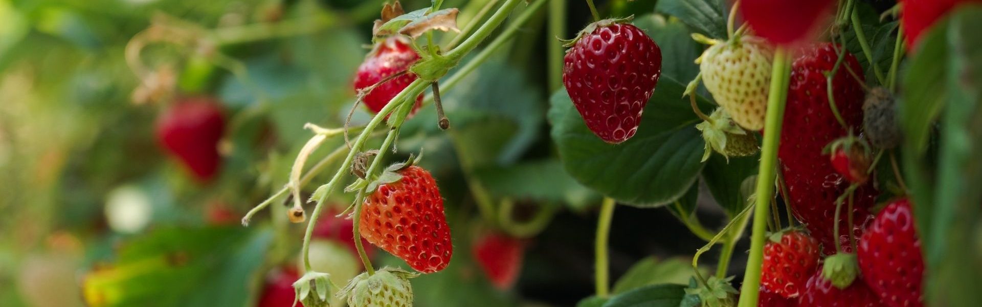 Les fraises de Carpentras