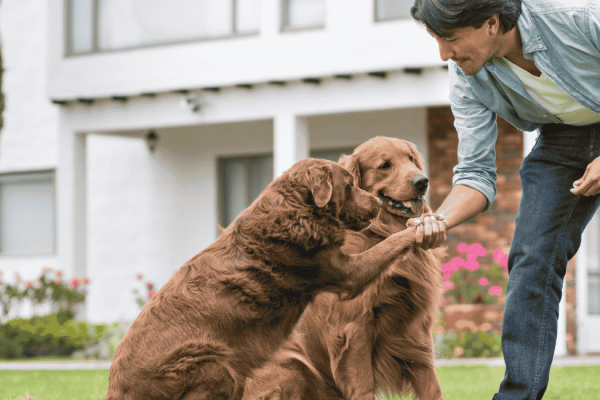 Nos locations acceptant les animaux