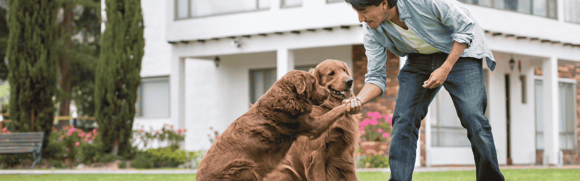 Nos locations acceptant les animaux