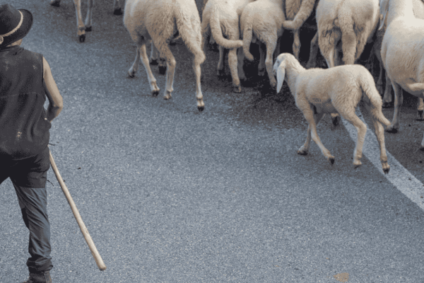 Plongez au cœur de la 40e transhumance de Saint-Rémy-de-Provence : traditions, paysages, et ambiance festive. Un rendez-vous provençal incontournable !