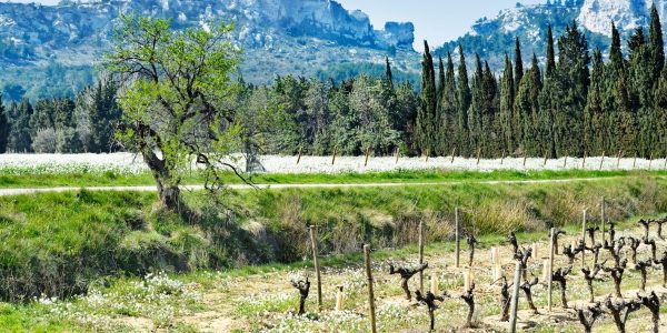 VIN-domaines-ALPILLES.jpg