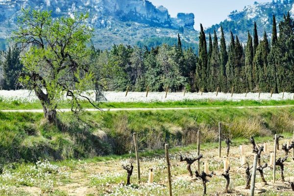 VIN-domaines-ALPILLES.jpg