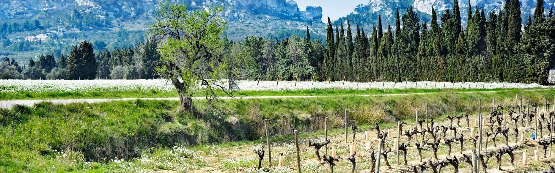 VIN-domaines-ALPILLES.jpg