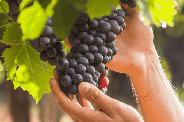Les vendanges en Provence