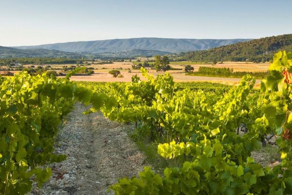 Vin luberon