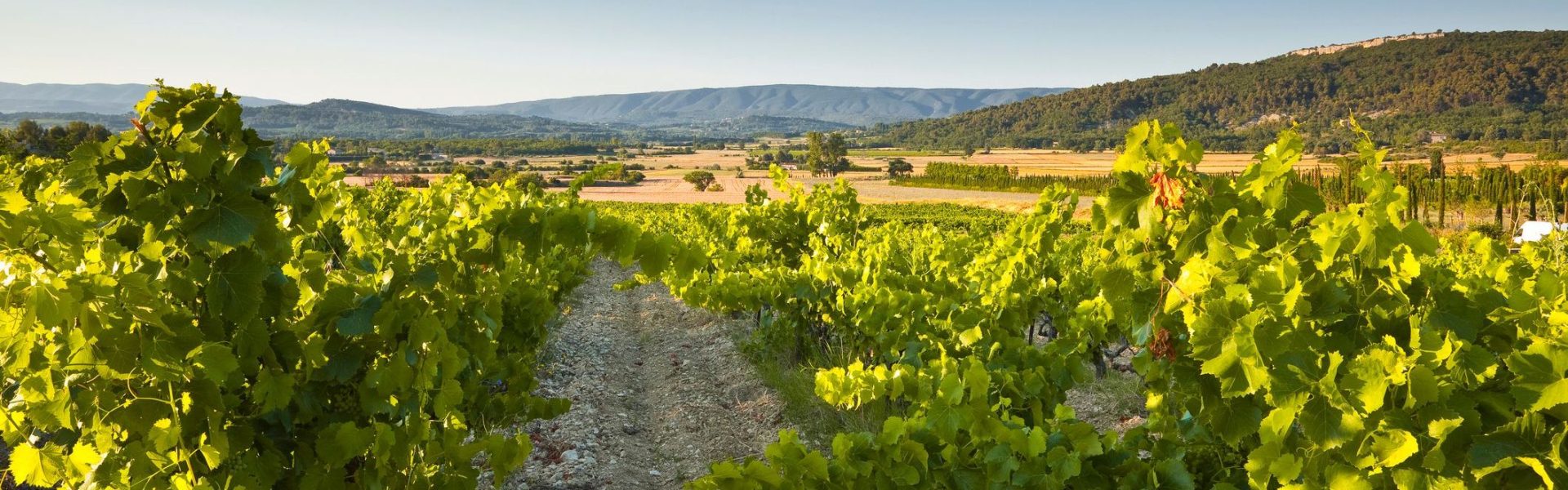 Vin luberon