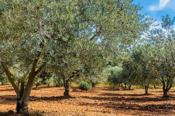 champ d'olivier en provence