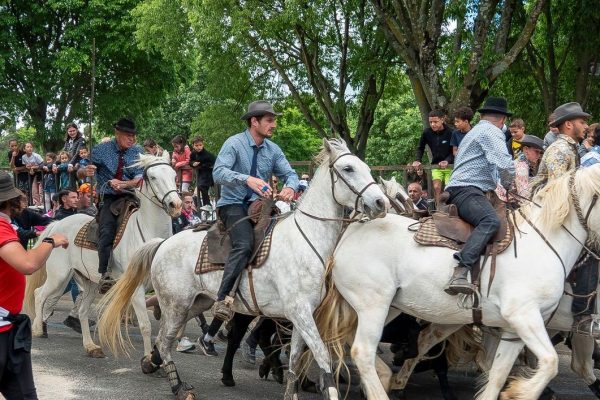 evenements-vaucluse.jpg