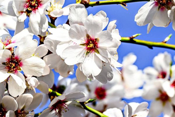 fleur amandier provence