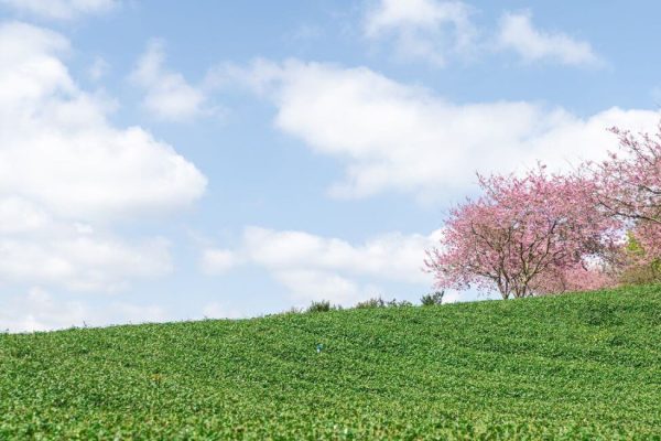 fleurs de cerisier dans le luberon
