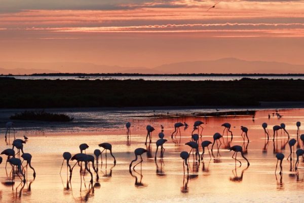parc naturel et regional la camargue