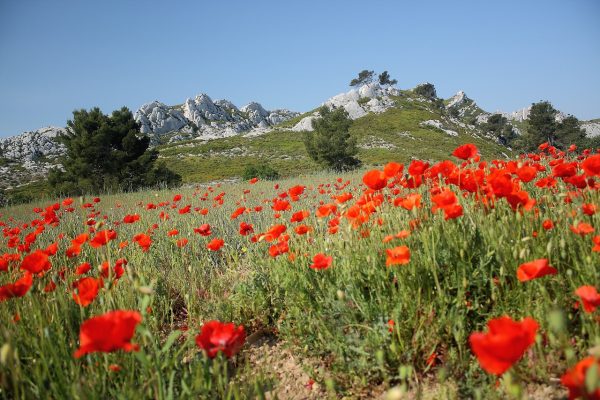poppies-7109111_1280