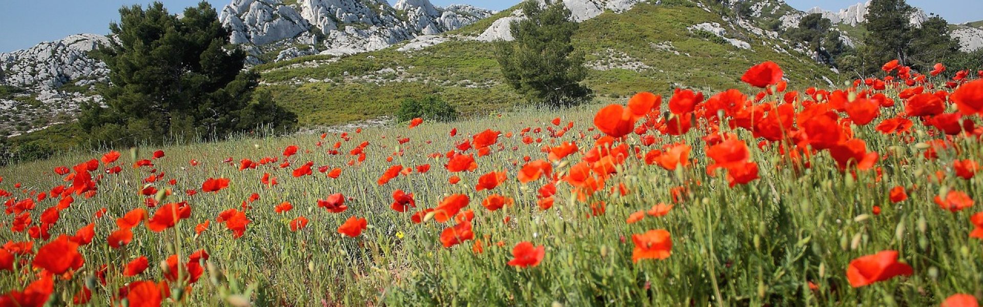 poppies-7109111_1280