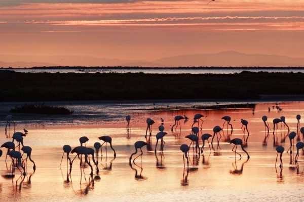 Note top 5 des activités à faire en Camargue